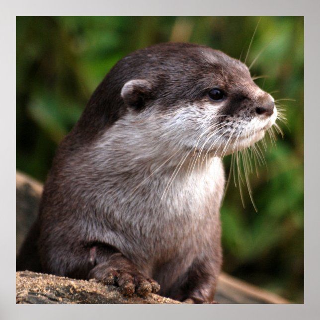 Affiches Gros plan (Devant)