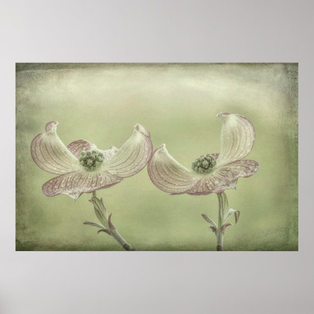 Affiches Gros plan de fleurs de Cornouiller rose | Seabeck, (Devant)