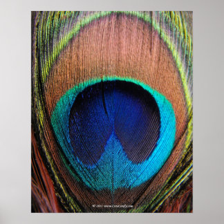 Affiches Gros plan de la plume de l'oeil du paon