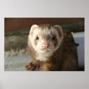Affiches Gros plan de l'affiche Ferret