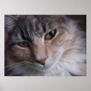 Affiches Gros plan de Lulu