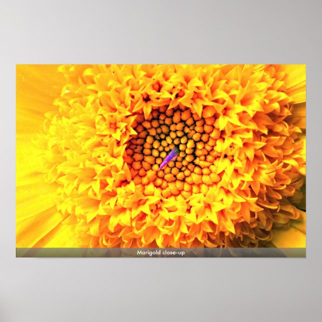 Affiches Gros plan de Marigold (Devant)