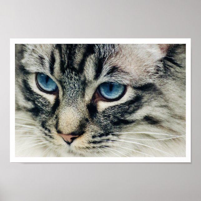 Affiches Gros plan du visage de chat Birman (Devant)
