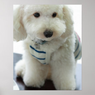 Affiches Gros plan d'un caniche miniature