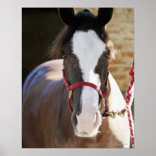 Affiches Gros plan d'un cheval attaché dans une écurie
