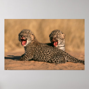 Affiches Gros plan d'un nouveau-né léopard (Panthera Pardus