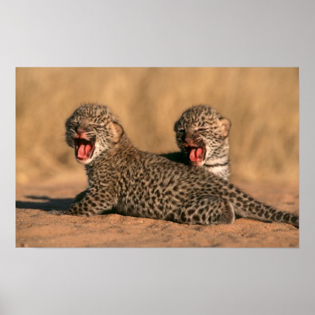 Affiches Gros plan d'un nouveau-né léopard (Panthera Pardus (Devant)