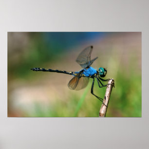 Affiches Gros plan d'une libellule bleue sur une branche