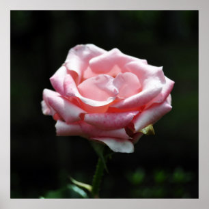 Affiches Gros plan Rose
