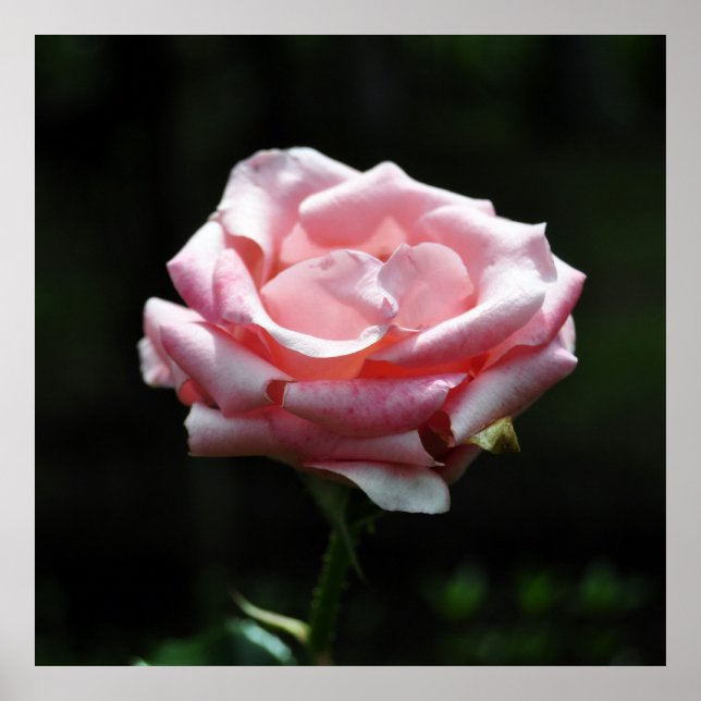 Affiches Gros plan Rose (Devant)