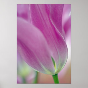 Affiches Gros plan sur le dessous de la fleur de tulipe, 2