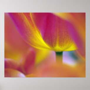 Affiches Gros plan sur le dessous d'une fleur de tulipe, Ku