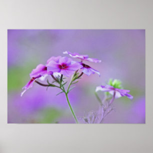 Affiches Gros plan sur Phlox de Drummond, Phlox drummondi,