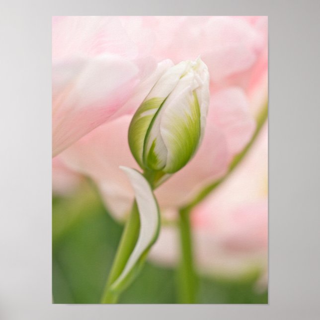 Affiches Gros plan sur tulipe et bourgeon (Devant)