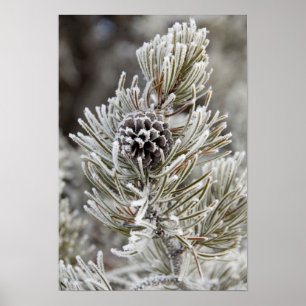 Affiches Gros plan sur un cône de pin gelé, Yellowstone
