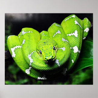 Affiches Grosse toile de serpent de cou vert