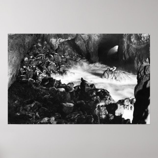 Affiches Grottes de lions de la mer de l'Oregon Vue intérie (Devant)