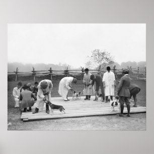 Affiches Groupe de Beagles, 1914