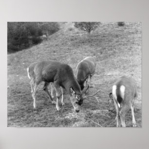 Affiches Groupe de cerfs communs à la photographie de Hot