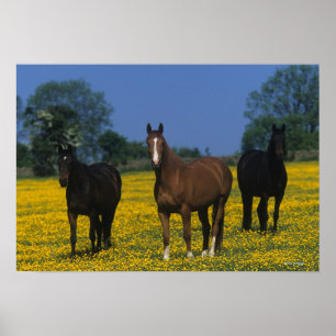 Affiches Groupe de chevaux Thoroughbred