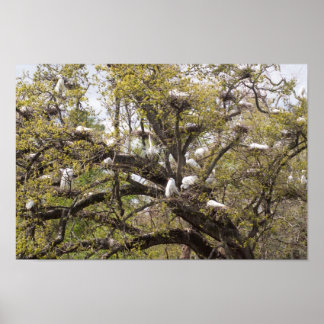 Affiches groupe d'oeufs