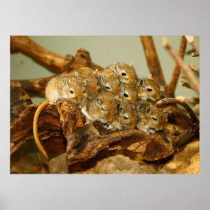 Affiches Groupe mongol Gerbils Meriones Unguiculatus