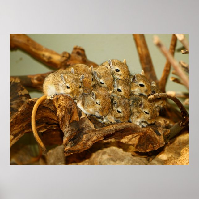 Affiches Groupe mongol Gerbils Meriones Unguiculatus (Devant)