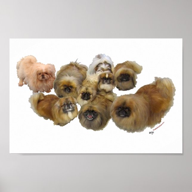 Affiches Groupe Pekingese (Devant)