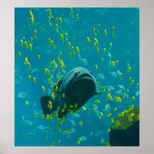Affiches Groupement géant Epinephelus Lanceolatus