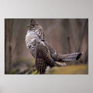 Affiches Grouse de Ruffed
