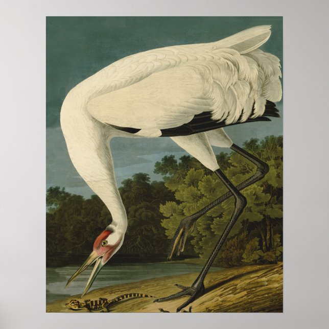 Affiches Grue blanche Audubon Peinture d'oiseaux (Devant)