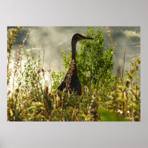 Affiches Grue de paradis aux étangs de Moose dans Grand Tet
