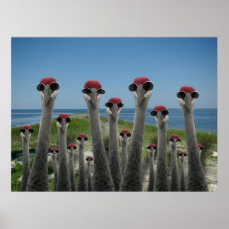 Affiches Grues de plage