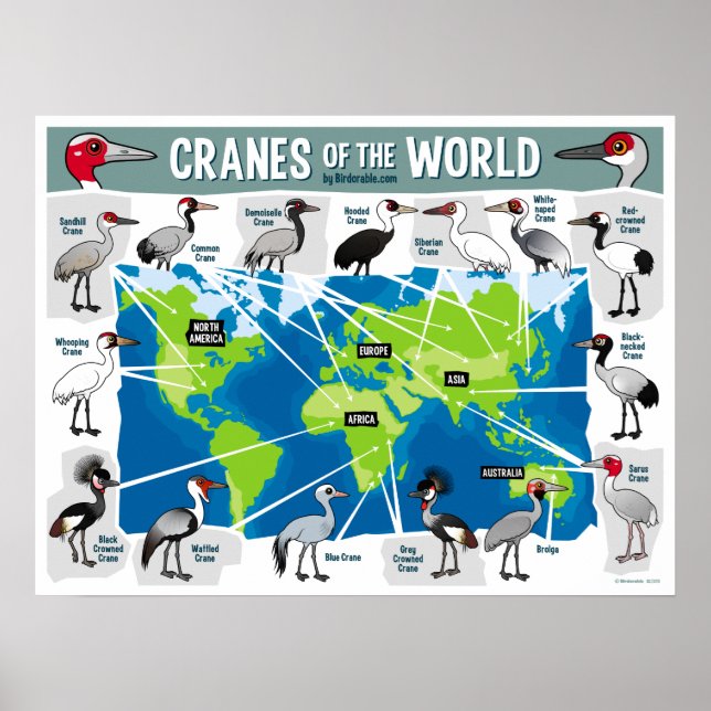 Affiches Grues du monde (Devant)