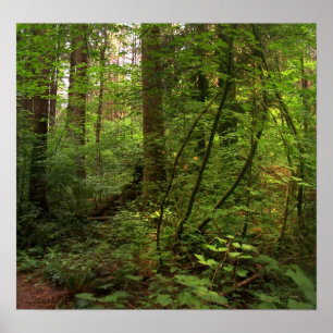 Affiches GT salal trail 2