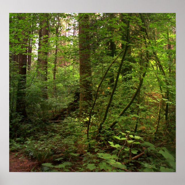 Affiches GT salal trail 2 (Devant)