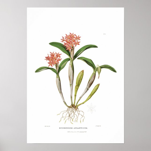 Affiches Guarianthe aurantiaca par Mlle Drake. (Devant)