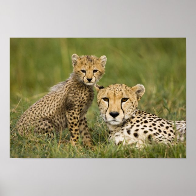Affiches Guépard, Acinonyx jubatus, avec son petit (Devant)