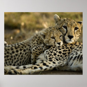 Affiches Guépard, Acinonyx jubatus, avec son petit dans le