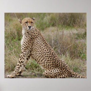 Affiches guépard masculin, jubatus d'Acinonyx, Serengeti,