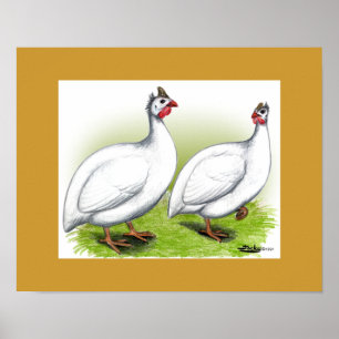 Affiches Guineas : Blanc