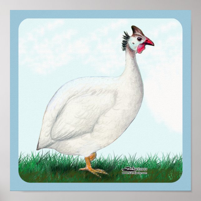 Affiches Guinée blanche (Devant)