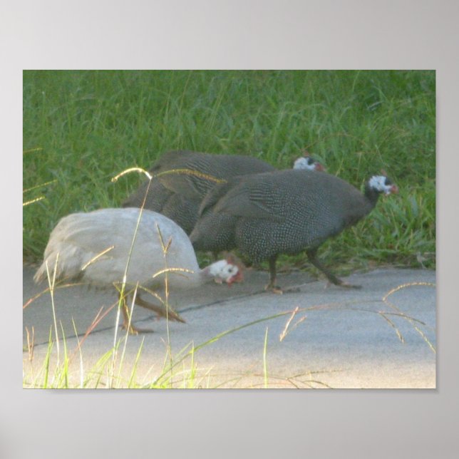 Affiches Guinée Fowl (Devant)