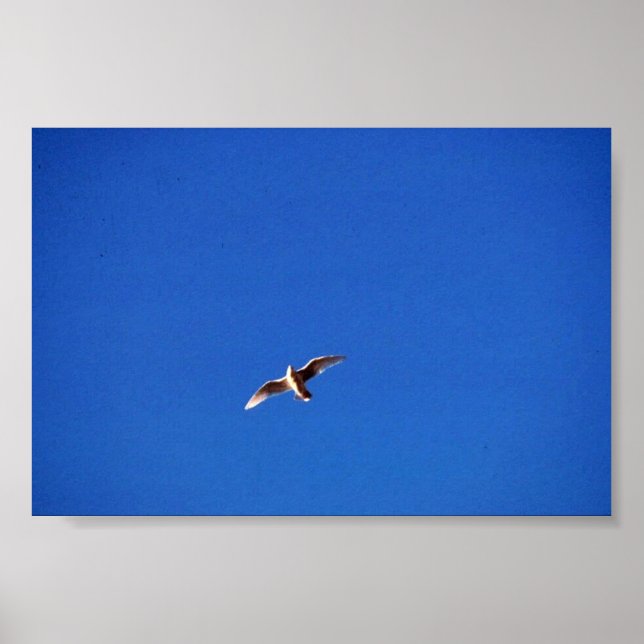 Affiches Gull (Devant)