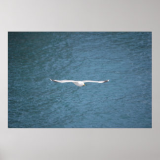 Affiches Gull