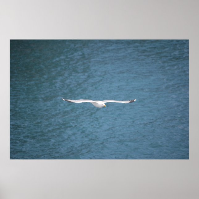 Affiches Gull (Devant)