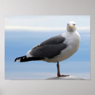 Affiches Gull de mer