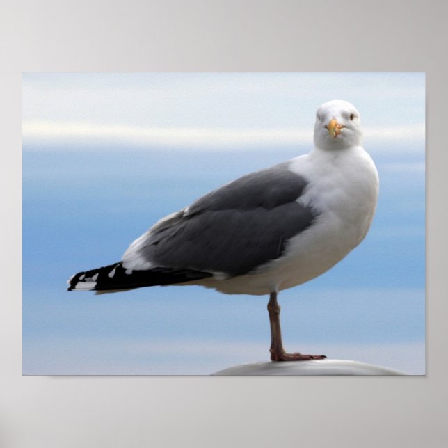 Affiches Gull de mer (Devant)