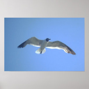 Affiches Gull in Flight Print