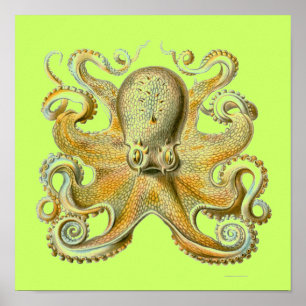 Affiches Haeckel Octopus